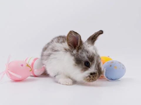 Easter Bunny in a festive Easter basket with colored eggs on a white backgrou Fotos Stock