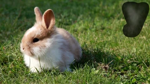 Easter bunny 스톡 동영상 2503197