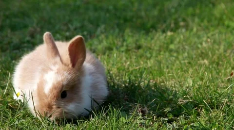 Easter bunny Vídeo Stock 2504189