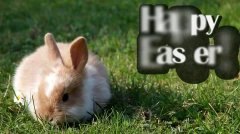 Easter bunny 스톡 동영상 2506886