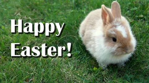 Easter bunny Stockbeeldmateriaal 2510794