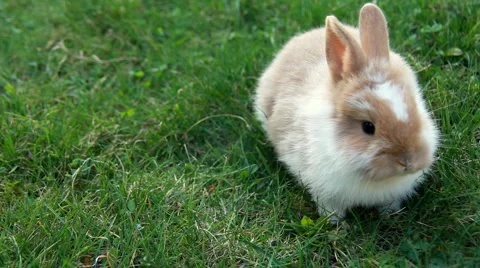 Easter bunny Vídeos de archivo 2561570