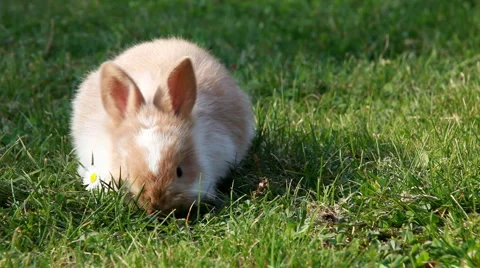 Easter bunny Stockbeeldmateriaal 2645147
