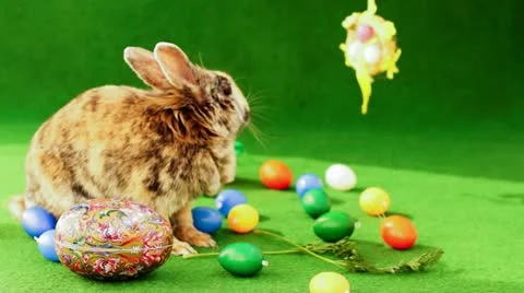 Easter Bunny Stock Footage 11018013
