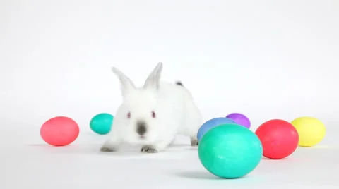 Easter Bunny Stock Footage 43353971
