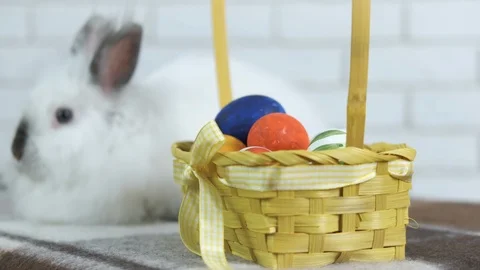 Easter bunny. Stock Footage 104366396