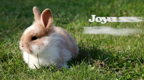 Easter bunny (French) Stock Footage 2885037