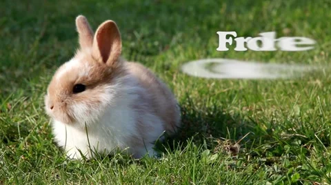 Easter bunny (German) Vídeos de archivo 2890379