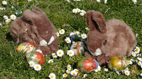Easter Bunny On Grass With Easter Eggs And Flowers 2 Stock Footage 48459403