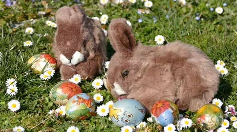 Easter Bunny On Grass With Easter Eggs And Flowers 3 Stock-Footage 48462141