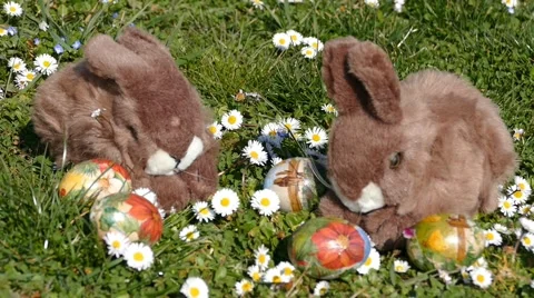 Easter Bunny On Grass With Easter Eggs And Flowers Stock Footage 48465865