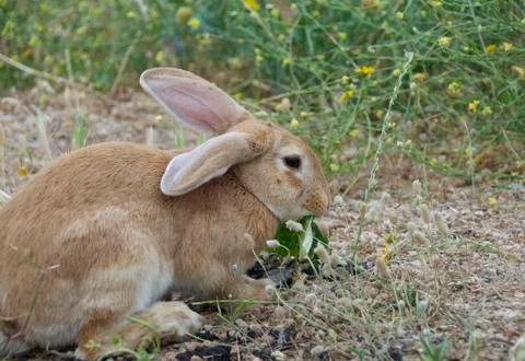 Easter bunny in the grass Stock Photos