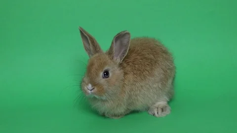 Easter bunny on the green Video stock 89617072