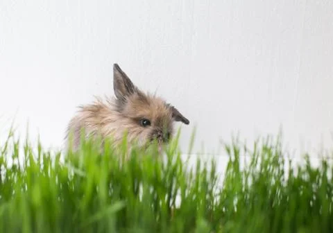 Easter bunny on green spring grass Stock Photos