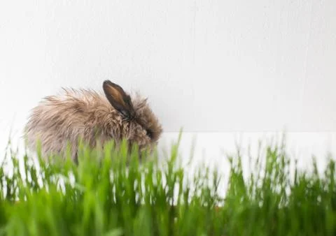 Easter bunny on green spring grass Stock Photos