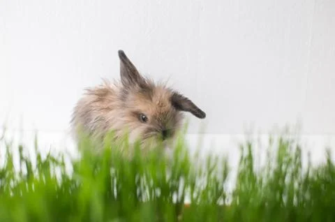 Easter bunny on green spring grass Stock Photos
