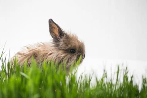 Easter bunny on green spring grass Stock Photos