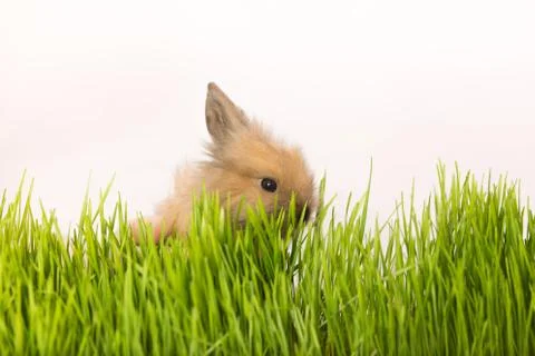 Easter bunny on green spring grass, white background Stock Photos