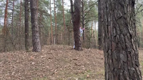 Easter Bunny Hides behind Tree Stock Footage 305410753