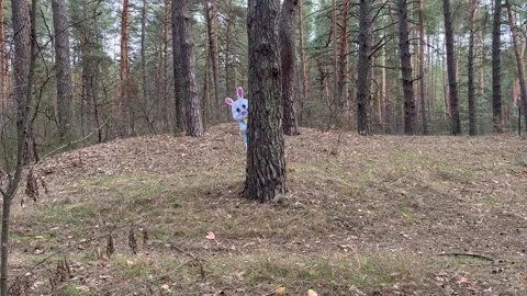 Easter Bunny Hides behind Tree Stock Footage 305410757