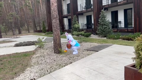 Easter Bunny Hides Eggs Stock Footage 305296005