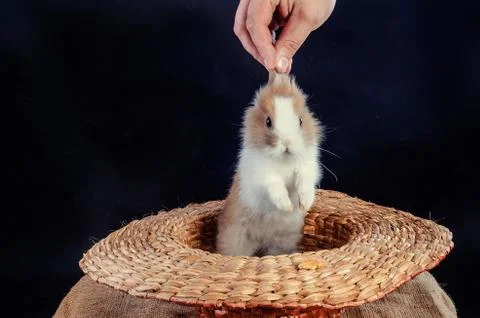 Easter Bunny - Isolated Set Stock Photos