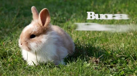 Easter bunny (Italian) Vídeos de archivo 2887240