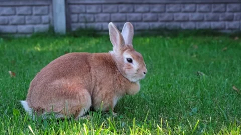 Easter Bunny on the lawn close-up side view. Fluffy brown rabbit rests eating Stock Footage 342706842