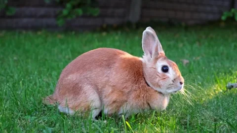 Easter Bunny looking at camera and eating green grass in the meadow close-up Stock Footage 338163426