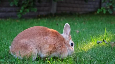Easter Bunny looking at camera and eating green grass in the meadow close-up Stock Footage 338163476