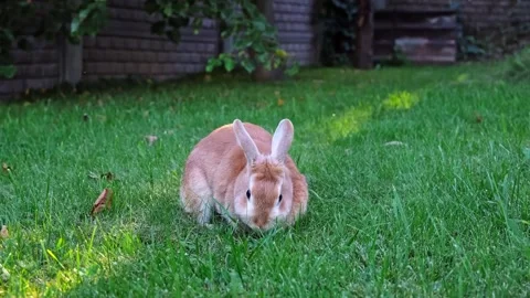 Easter Bunny looking at camera and eating green grass in the meadow close-up Stock Footage 338163501