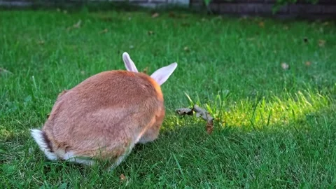 Easter Bunny looking at camera and eating green grass in the meadow close-up Stock Footage 338163533