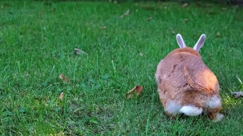 Easter Bunny looking at camera and eating green grass in the meadow close-up Stock Footage 338163578