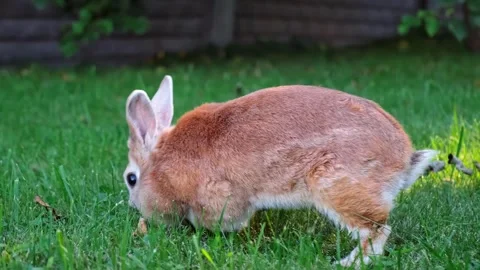 Easter Bunny looking at camera and eating green grass in the meadow close-up Stock Footage 338163667