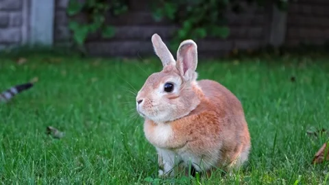 Easter Bunny looking at camera sitting on green grass in the meadow close-up Stock Footage 338163355