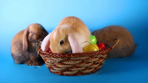 Easter bunny lop rabbit with eggs on basket. Stock Footage 94033763