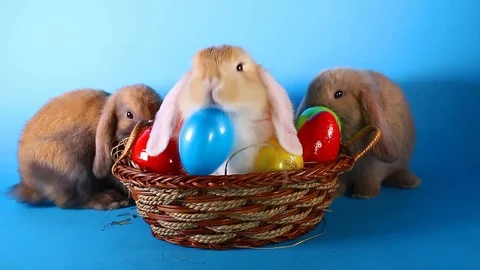 Easter bunny lop rabbit with eggs on basket. Stock Footage 94034104