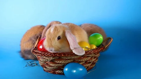 Easter bunny lop rabbit with eggs on basket. Video stock 94034448