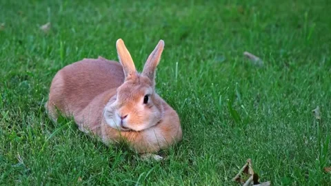 Easter bunny lying on the green grass in the garden close-up side view. A brown Stock Footage 342706661