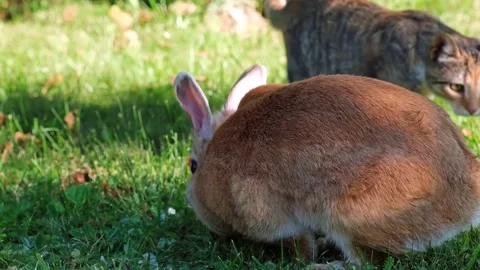 Easter Bunny lying on lawn close-up side view. Fluffy brown rabbit rests eating Stock Footage 338166158
