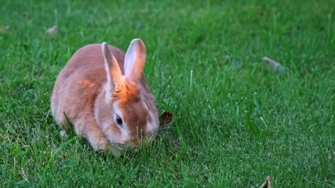 Easter Bunny lying on lawn close-up side view. Fluffy brown rabbit rests eating Stock Footage 342706748