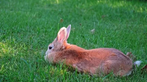 Easter Bunny lying on lawn close-up side view. Fluffy brown rabbit rests eating Stock Footage 342706768
