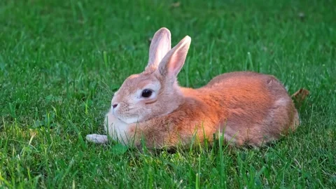 Easter Bunny lying on lawn close-up side view. Fluffy brown rabbit rests eating Stock Footage 343737659