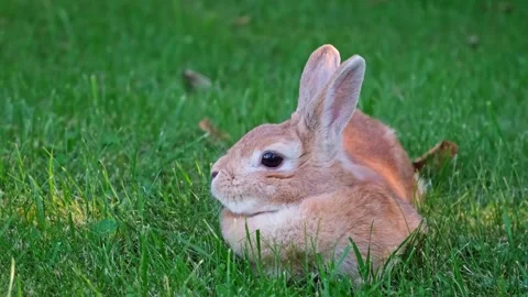 Easter Bunny lying on lawn close-up side view. Fluffy brown rabbit rests eating Stock Footage 343737777