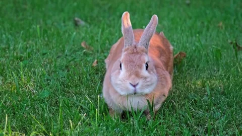 Easter bunny lying on lawn. Small light brown rabbit sitting in a grassy area Stock Footage 343737706