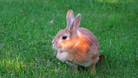 Easter bunny moving on the green grass lawn in the garden close-up side view. A Stock Footage 342706793