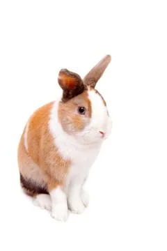 Easter bunny Stock Photos