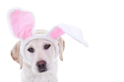 Easter Bunny Stock Photos