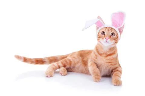 Easter Bunny Stock Photos
