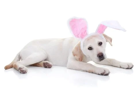 Easter Bunny Stock Photos